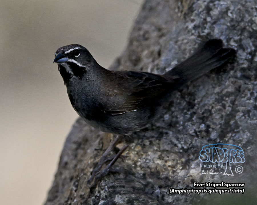 Five-Striped Sparrow - Amphispizopsis quinquestriata