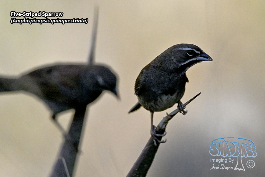 Five-Striped Sparrow - Amphispizopsis quinquestriata