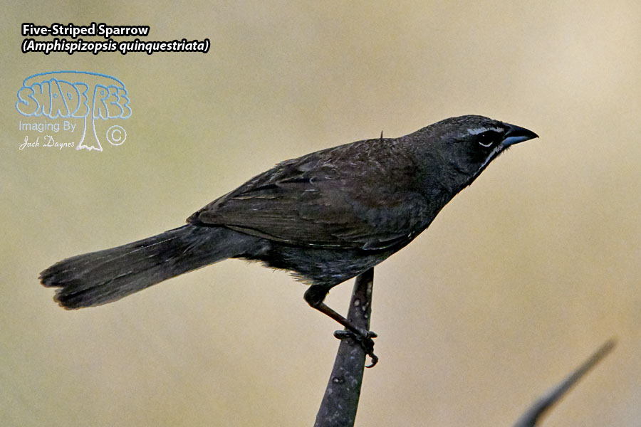 Five-Striped Sparrow - Amphispizopsis quinquestriata