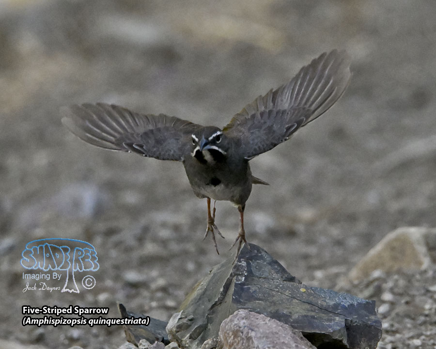 Five-Striped Sparrow - Amphispizopsis quinquestriata