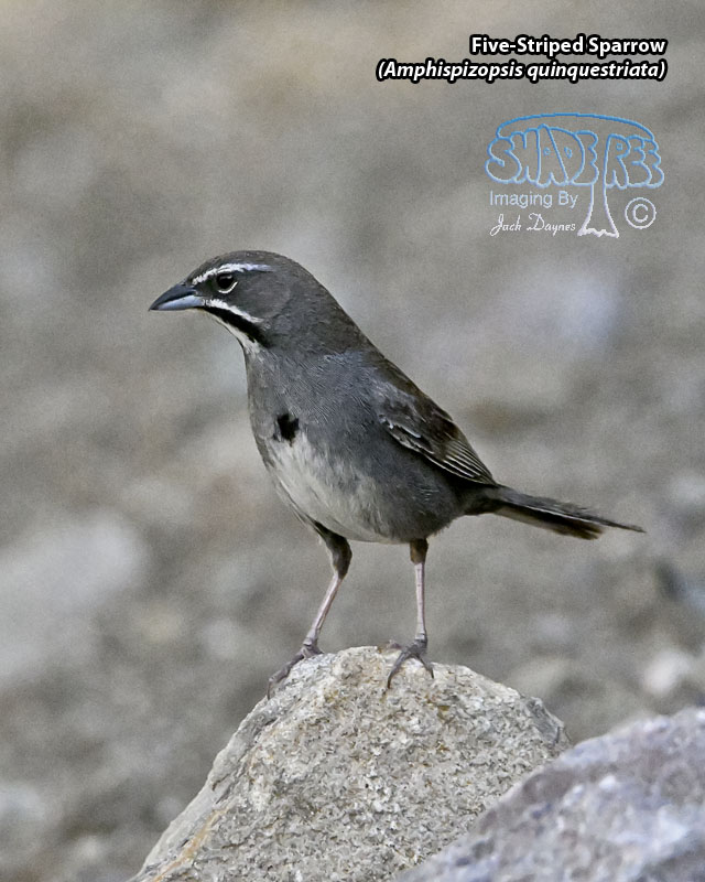 Five-Striped Sparrow - Amphispizopsis quinquestriata