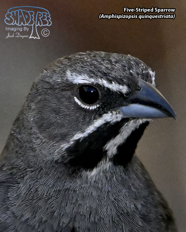 Five-Striped Sparrow - Amphispizopsis quinquestriata