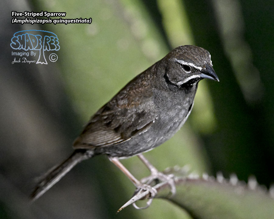 Five-Striped Sparrow - Amphispizopsis quinquestriata