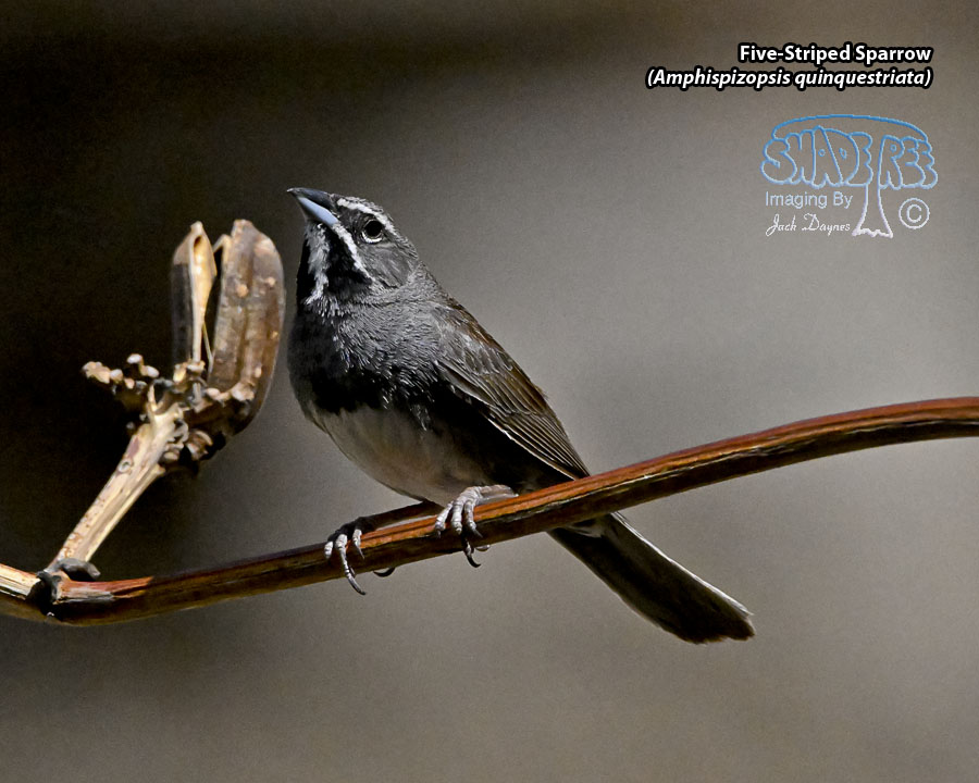 Five-Striped Sparrow - Amphispizopsis quinquestriata
