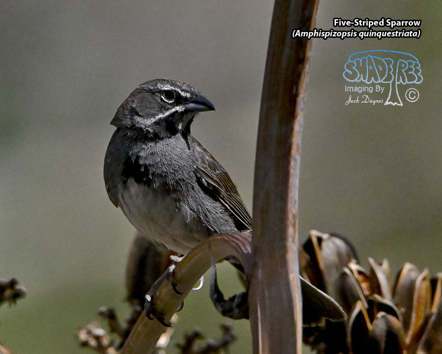 Five-Striped Sparrow - Amphispizopsis quinquestriata