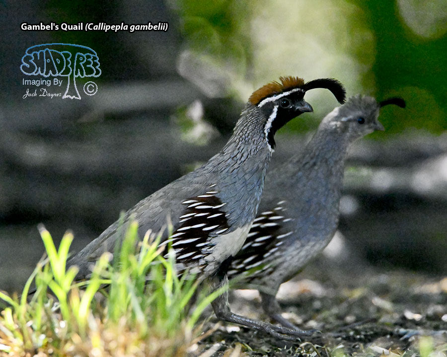 Gambel's Quail - Callipepla gambelii