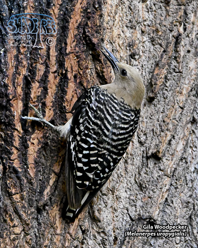 Gila Woodpecker - Melanerpes uropygialis