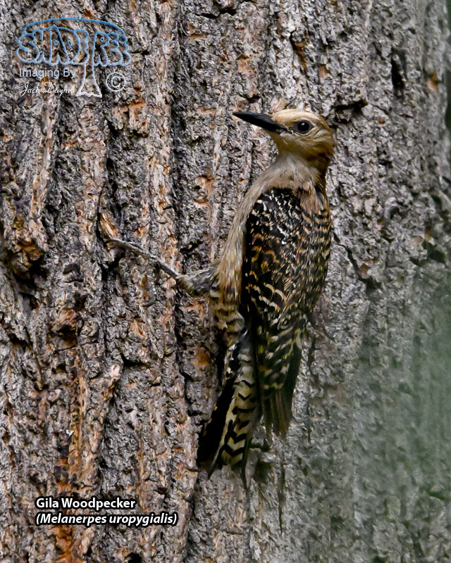 Gila Woodpecker - Melanerpes uropygialis