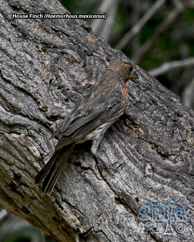 House Finch - Haemorhous mexicanus