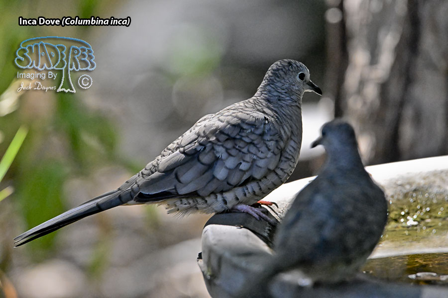 Inca Dove - Columbina inca