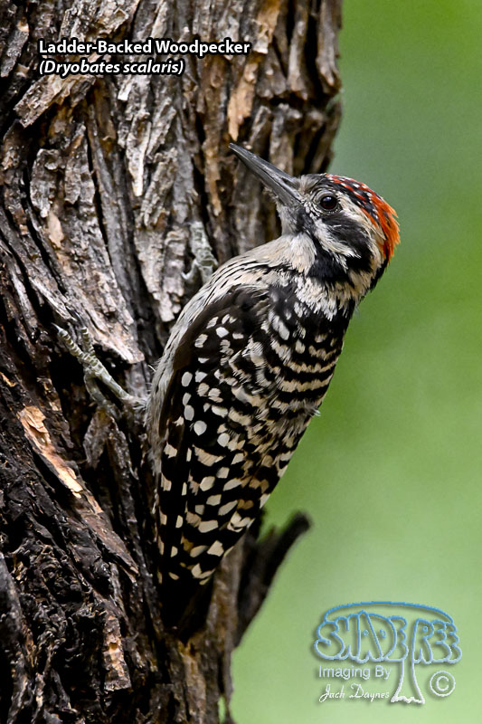 Ladder-Backed Woodpecker - Dryobates scalaris