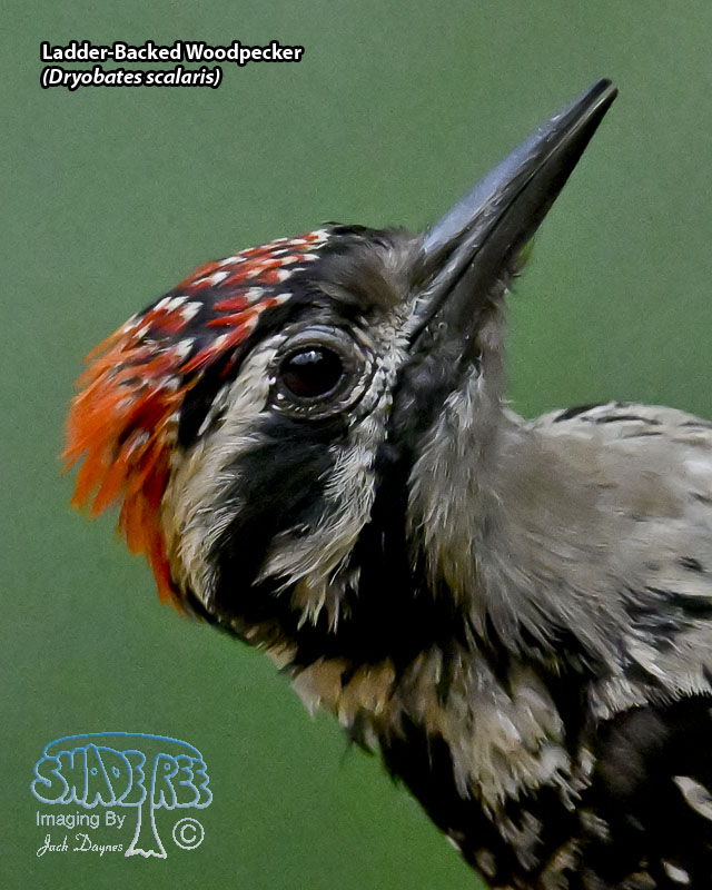Ladder-Backed Woodpecker - Dryobates scalaris