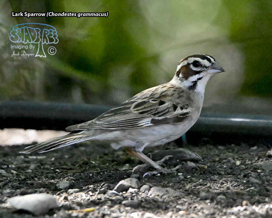 Lark Sparrow - Chondestes grammacus