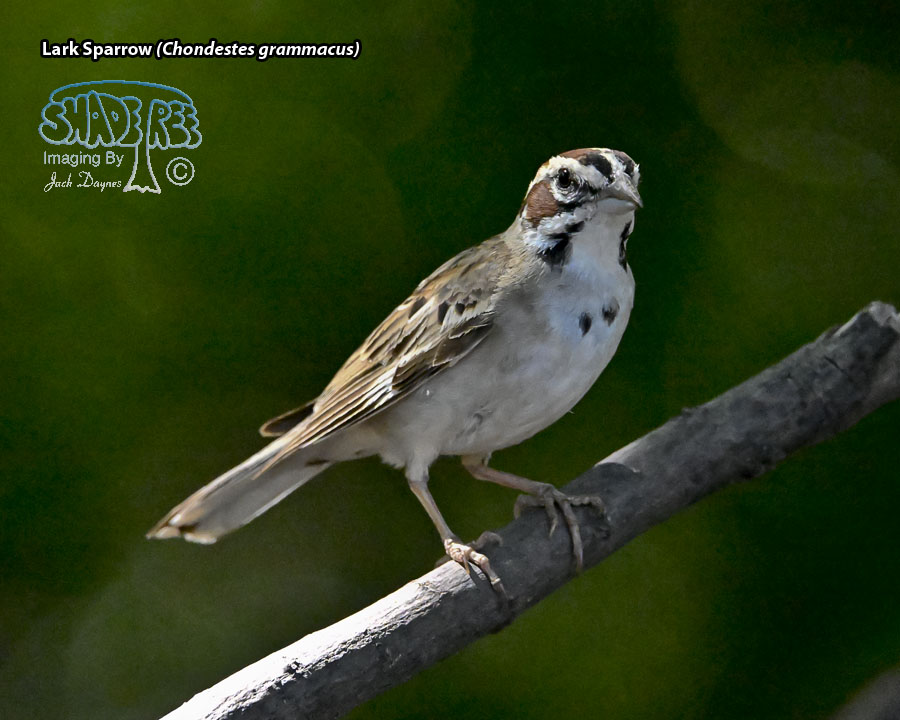 Lark Sparrow - Chondestes grammacus