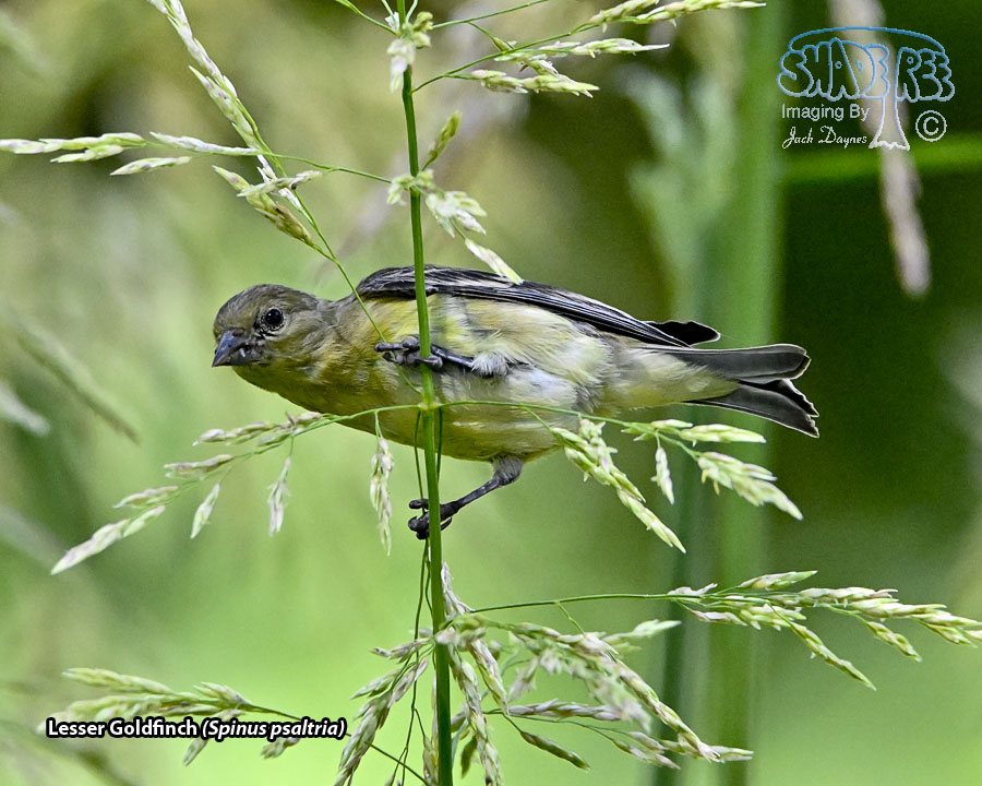Lesser Goldfinch - Spinus psaltria
