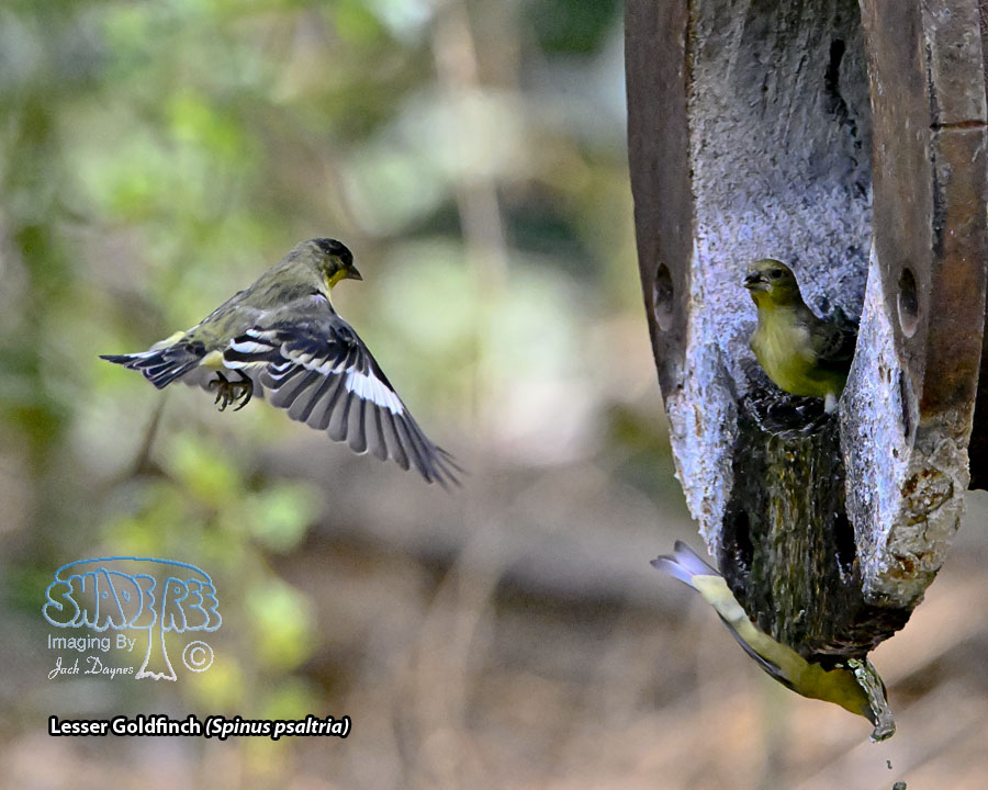 Lesser Goldfinch - Spinus psaltria
