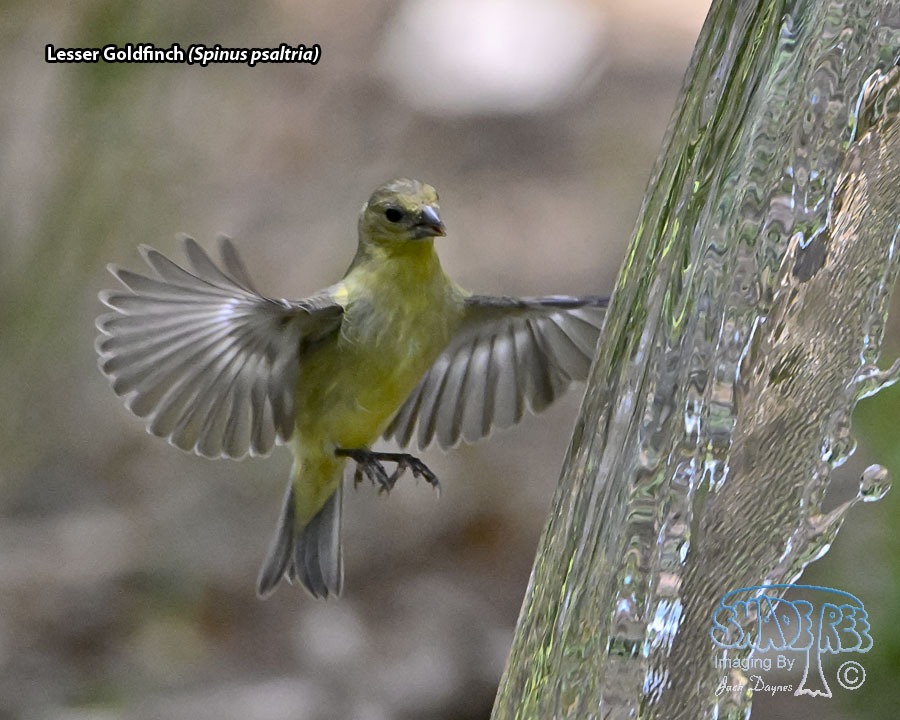Lesser Goldfinch - Spinus psaltria