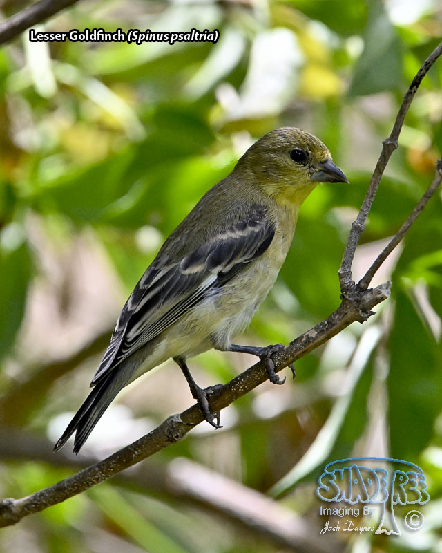 Lesser Goldfinch - Spinus psaltria