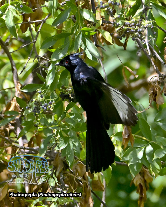 Phainopepla - Phainopepla nitens
