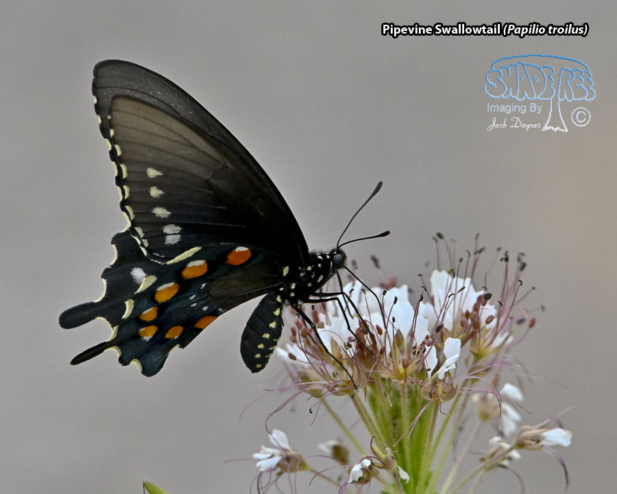 Pipevine Swallowtail - Papilio troilus