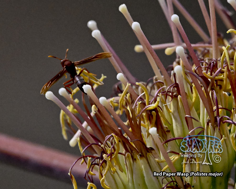Red Paper Wasp - Polistes major