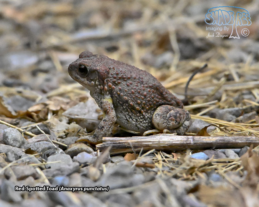 Red-Spotted Toad - Anaxyrus punctatus