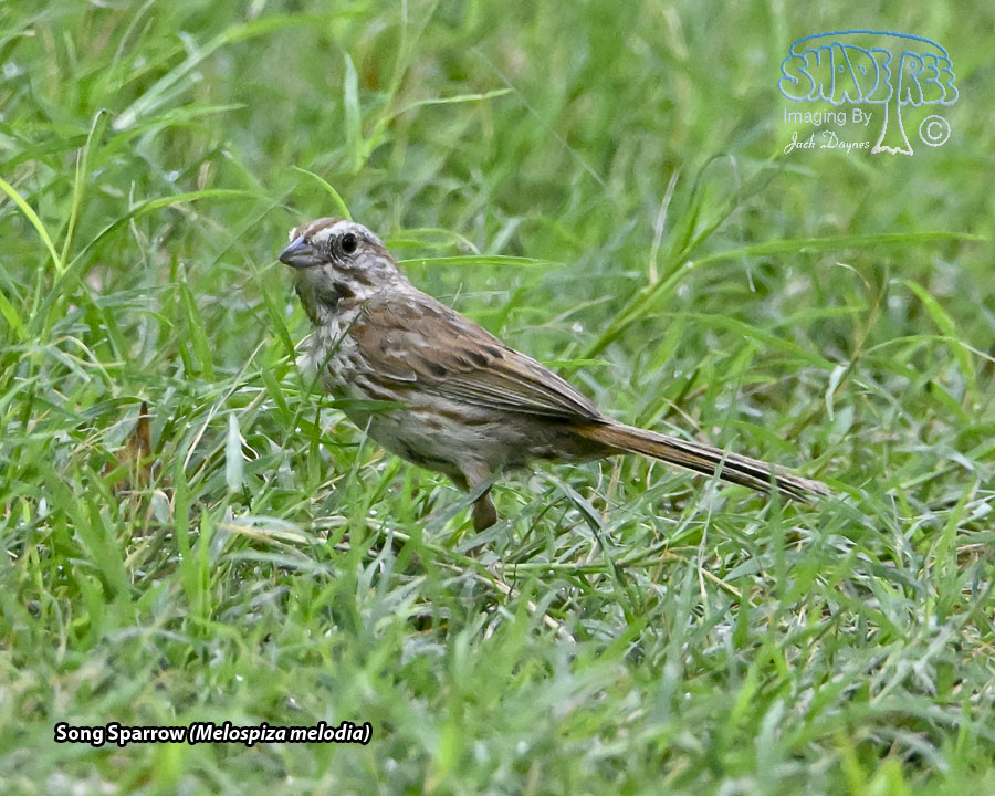 Song Sparrow - Melospiza melodia