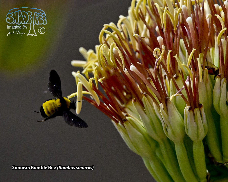 Sonoran Bumble Bee - Bombus sonorus