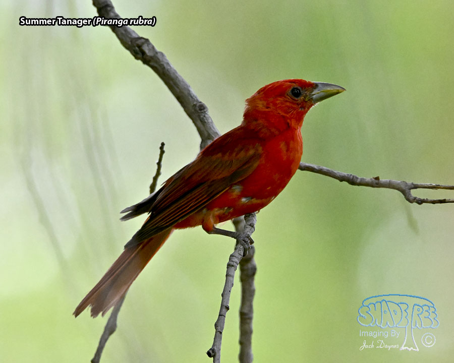 Summer Tanager - Piranga rubra