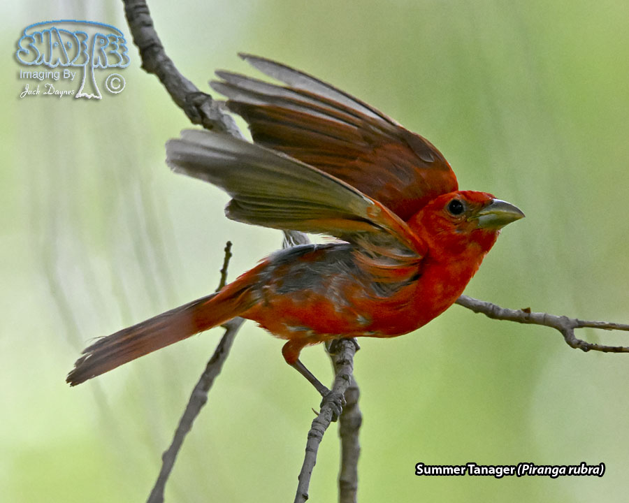 Summer Tanager - Piranga rubra