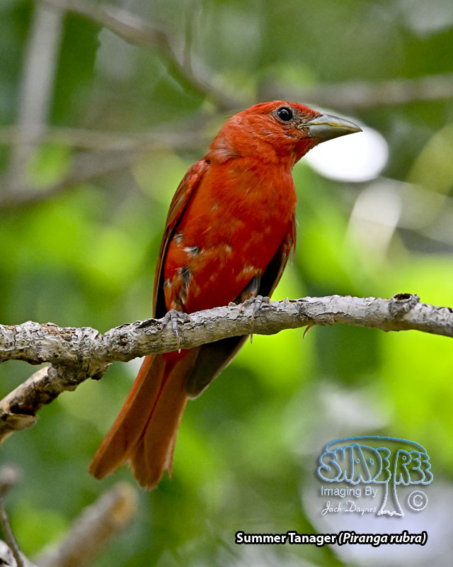 Summer Tanager - Piranga rubra