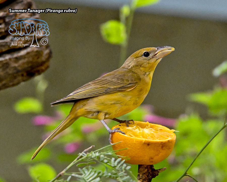 Summer Tanager - Piranga rubra