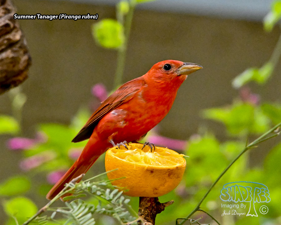 Summer Tanager - Piranga rubra