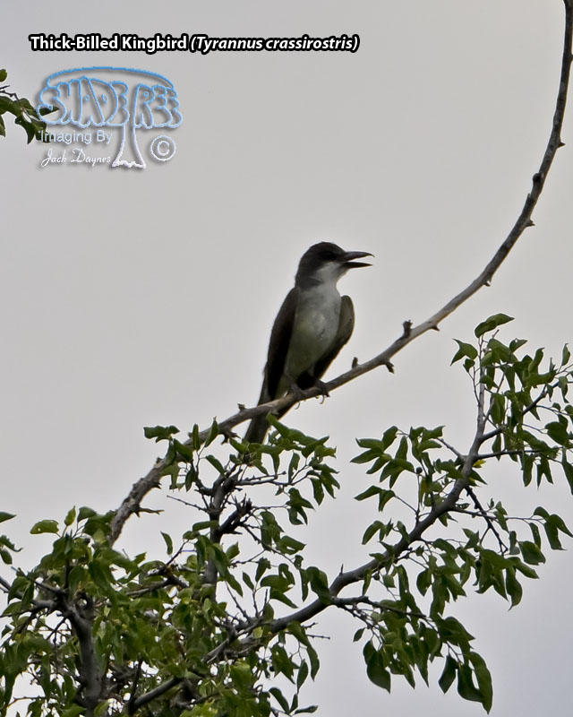 Thick-Billed Kingbird - Tyrannus crassirostris