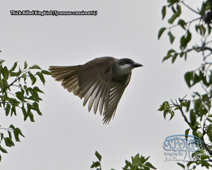 Thick-Billed Kingbird - Tyrannus crassirostris