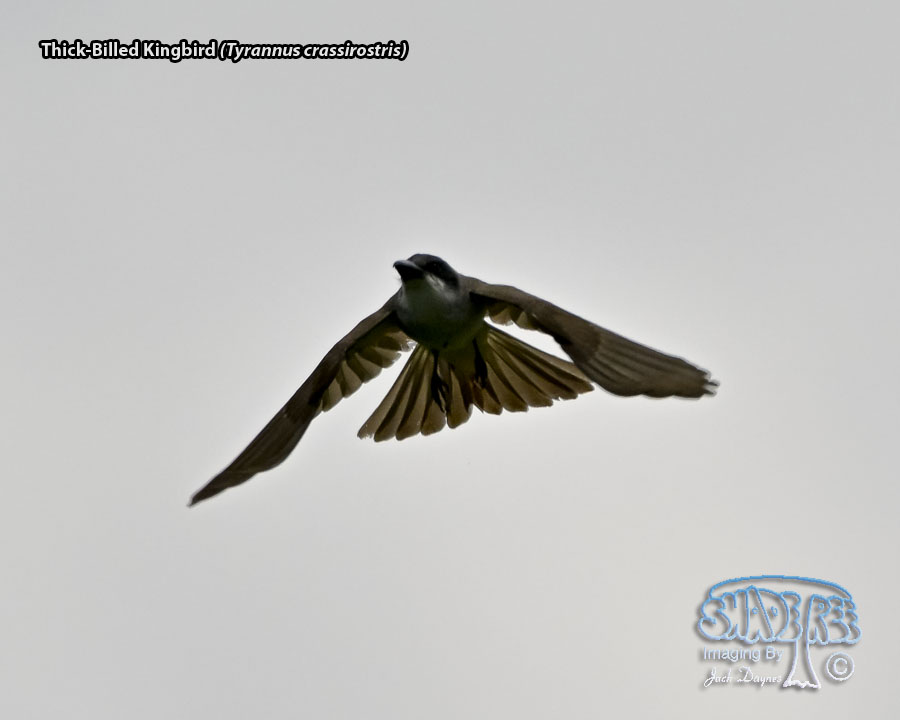 Thick-Billed Kingbird - Tyrannus crassirostris