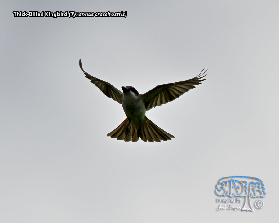 Thick-Billed Kingbird - Tyrannus crassirostris