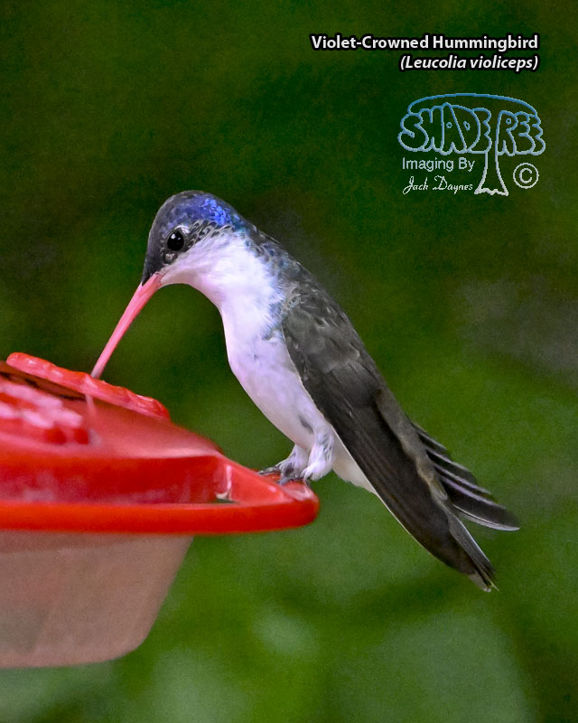 Violet-Crowned Hummingbird - Leucolia violiceps