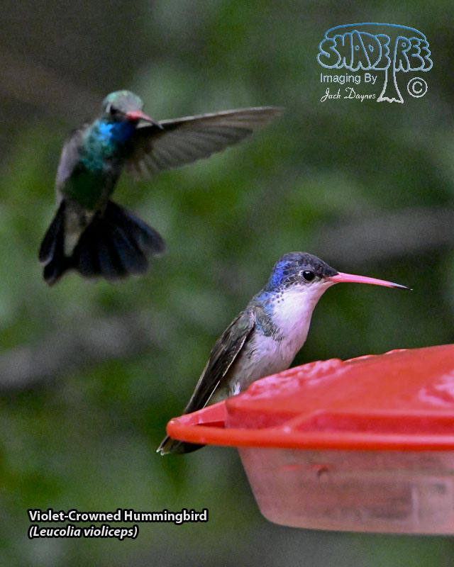 Violet-Crowned Hummingbird - Leucolia violiceps