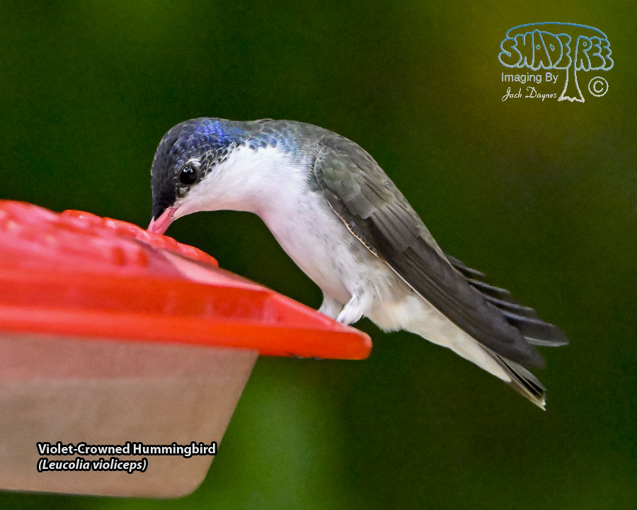 Violet-Crowned Hummingbird - Leucolia violiceps