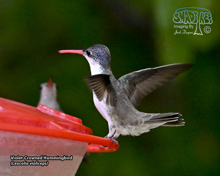 Violet-Crowned Hummingbird - Leucolia violiceps