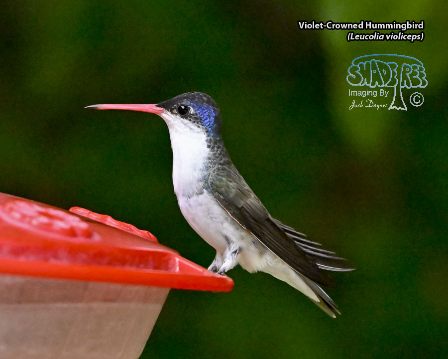 Violet-Crowned Hummingbird - Leucolia violiceps