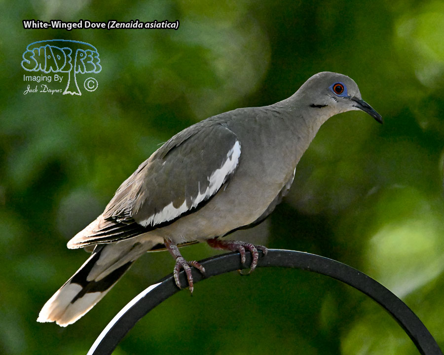 White-Winged Dove - Zenaida asiatica