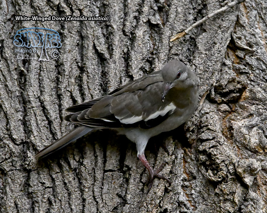 White-Winged Dove - Zenaida asiatica