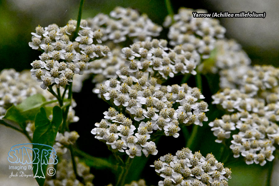 Yarrow - Achillea millefolium