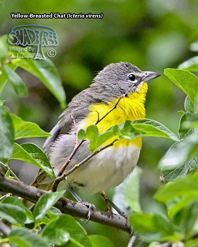 Yellow-Breasted Chat - Icteria virens