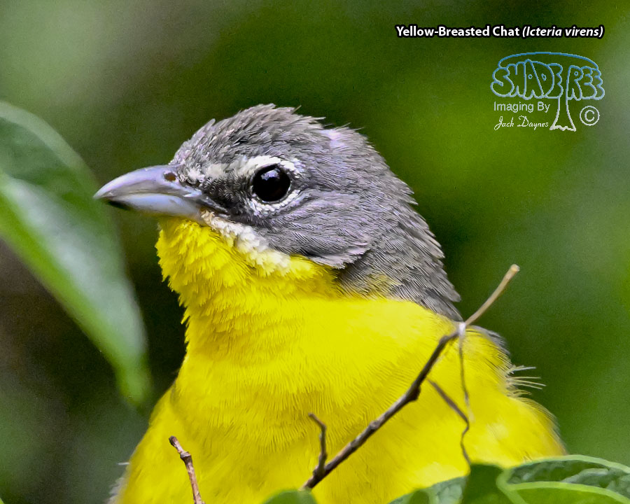 Yellow-Breasted Chat - Icteria virens