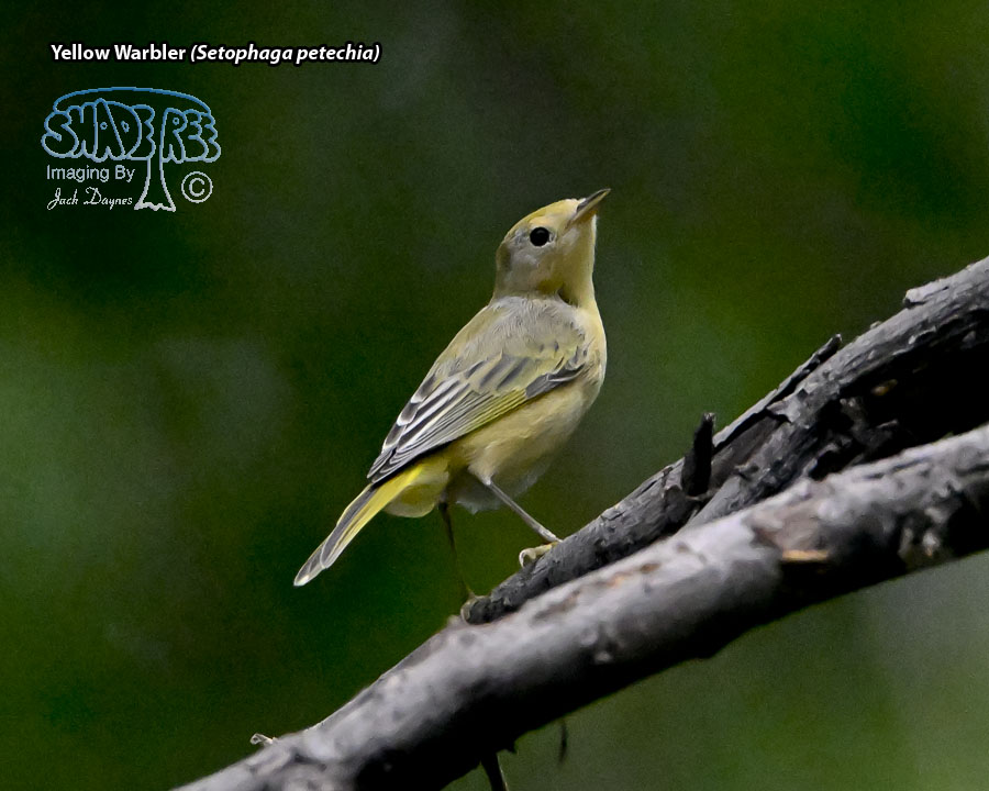 Yellow Warbler - Setophaga petechia
