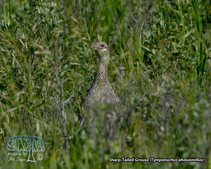 Sharp-Tailed Grouse - Tympanuchus phasianellus
