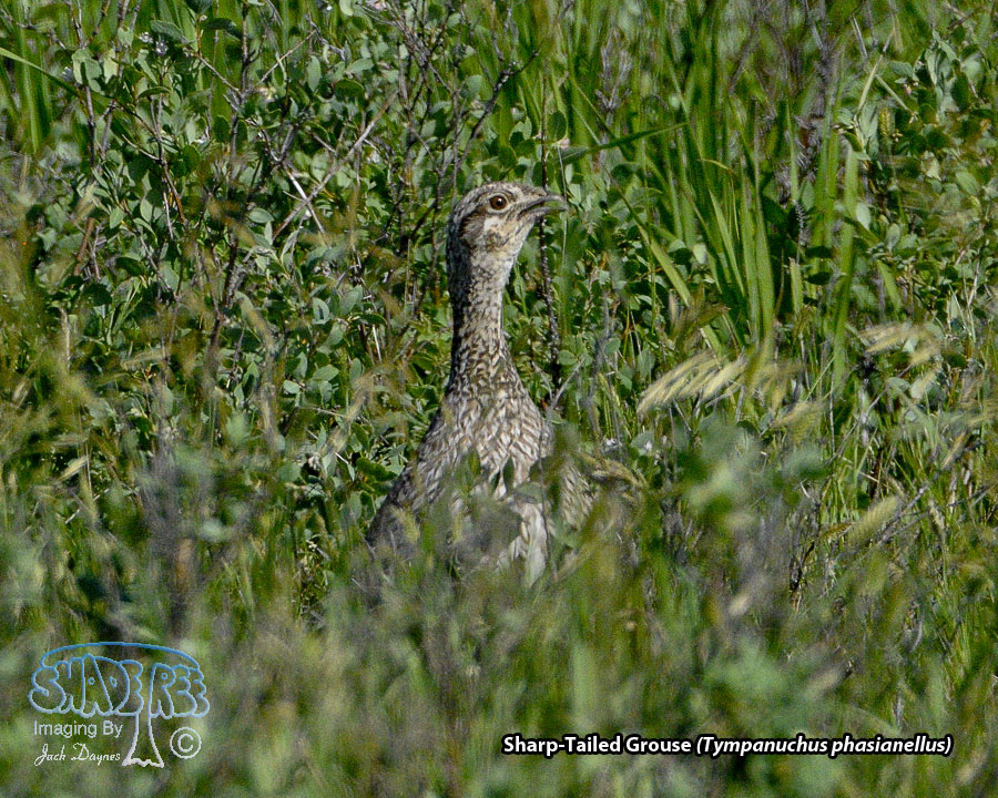 Sharp-Tailed Grouse - Tympanuchus phasianellus